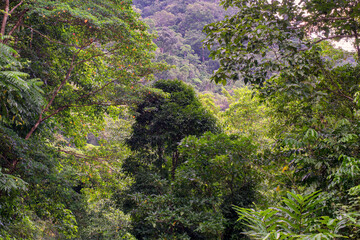 Hiking through dense jungle (rainforest) in the Cairns region, Far North Queensland, Australia: A lush canopy envelopes the trail, alive with the symphony of tropical wildlife.