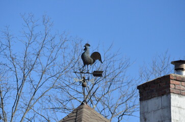 bird on weathervane