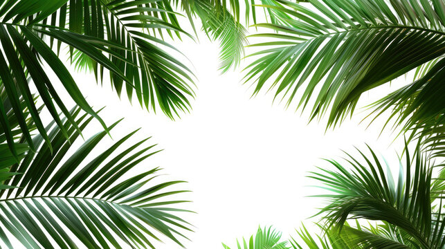 Green Leaves of Palm Tree Isolated on Transparent Background. Tropical Foliage Illustration.