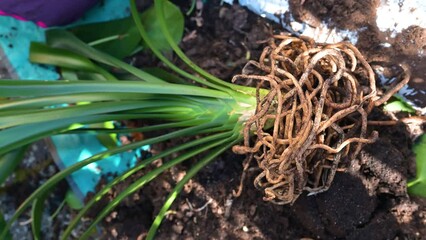 Root system of a plant being repotted - Powered by Adobe