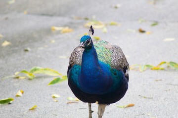 Fototapeta premium peacock in the zoo