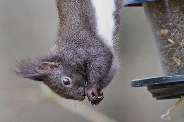 Sciurus vulgaris cute european squirrel (black form) is hanging upside down and stealing seeds from bird feeder.