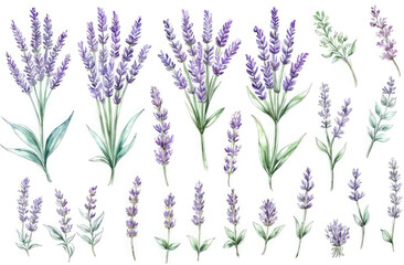 lavender watercolor clipart set, purple plant collection isolated on white background, Botanical herbal illustration for wedding, greeting card, wallpaper, wrapping paper design, textile, scrapbooking