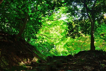 Obraz premium 弥彦もみじ谷（新潟）