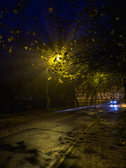 Midnight Alchemy: A Streetlight's Golden Touch