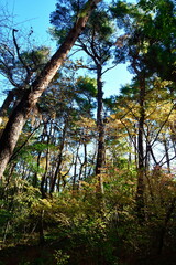 紅葉のじゅんさい池公園（新潟県）