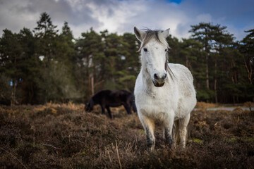 A New Forest Pony wanders freely in the New Forest, Brockenhurst, Hampshire, England