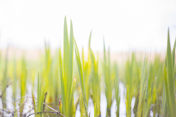 green grass isolated on white