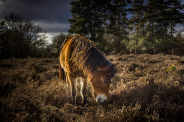A New Forest Pony wanders freely in the New Forest, Brockenhurst, Hampshire, England