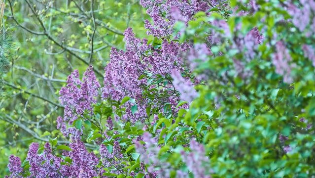 Syringa vulgaris, the lilac or common lilac, is a species of flowering plant in the olive family Oleaceae, native to the Balkan Peninsula, where it grows on rocky hills.
