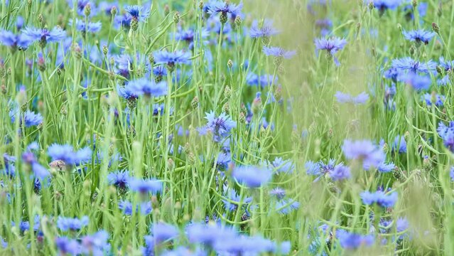 Cornflower field. Centaurea cyanus, commonly known as cornflower or bachelor's button, is an annual flowering plant in the family Asteraceae native to Europe.