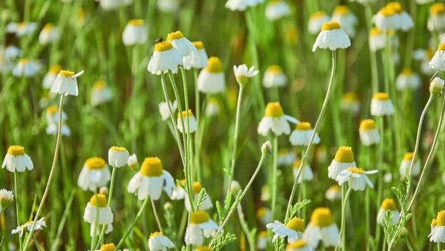 Anthemis arvensis (Field, Corn, Common or Scentless chamomile, Mayweed) is species of flowering plant in genus Anthemis, in aster family.