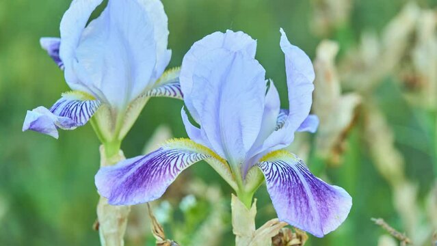 Iris sibirica (Siberian iris or flag), is a species in the genus Iris. It is cultivated as an ornamental plant in temperate regions.