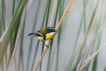 Tachuris rubrigastra	