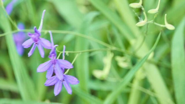 Consolida regalis, known as forking larkspur, rocket-larkspur, and field larkspur, is an annual herbaceous plant belonging to the genus Consolida of the buttercup family (Ranunculaceae).[