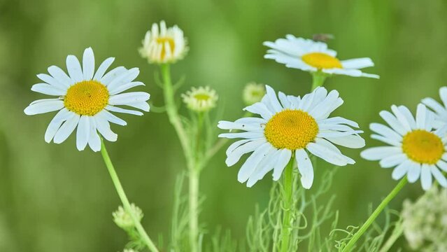 Tripleurospermum inodorum, common names scentless false or scentless mayweed, scentless, wild or false chamomile, mayweed, and Baldr's brow, is type species of Tripleurospermum.
