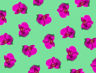 Trendy flower pattern made with purple orchid flowers on green background. Minimal flower pattern layout. Nature spring or summer background concept. Flat lay.