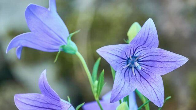 Platycodon grandiflorus is a species of herbaceous flowering perennial plant of family Campanulaceae, and the only member of the genus Platycodon. Balloon flower, Chinese bellflower, or platycodon.