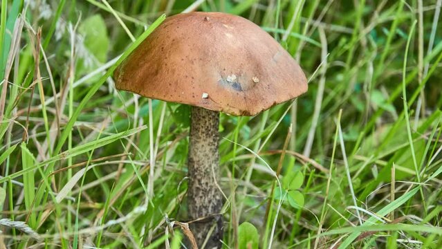 Leccinum scabrum, commonly known as the rough-stemmed bolete, scaber stalk, and birch bolete, is an edible mushroom in the family Boletaceae, and was formerly classified as Boletus scaber.