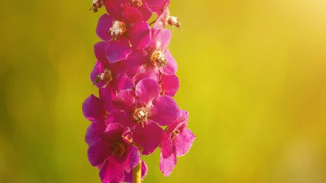 Verbascum phoeniceum, known as purple mullein, is species of mullein that is part of family Scrophulariaceae native to Central Europe, Central Asia and China. It is short-lived perennial species.