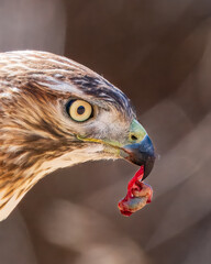 Red-Tailed Hawk