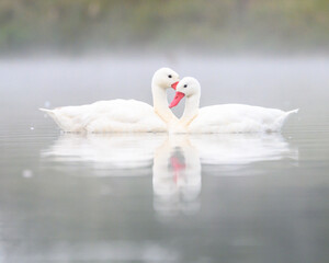 Obraz premium Coscoroba coscoroba