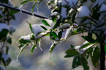 Plants in winter - macro