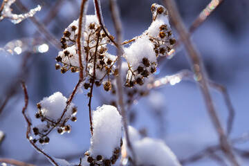 Plants in winter - macro