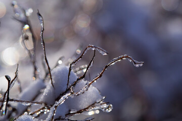 Plants in winter - macro
