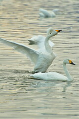 瓢湖の白鳥（新潟県）