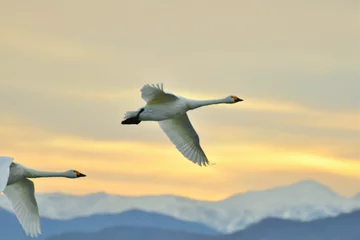 Fotobehang 瓢湖の白鳥（新潟県） © UI_forever