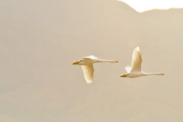 瓢湖の白鳥（新潟県）