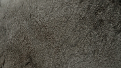 Animal and wildlife macro fur textures