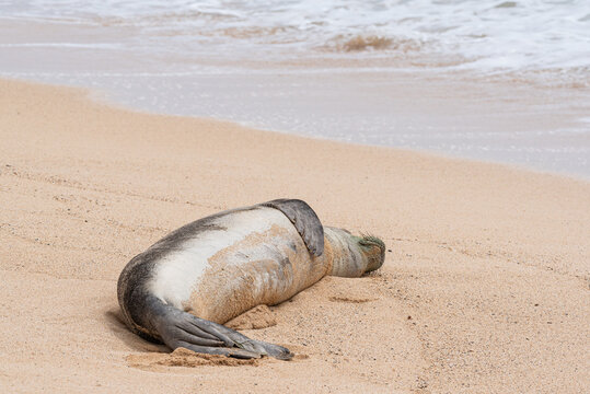 Hawaiian monk seal sleeping on sandy beach near ocean shore