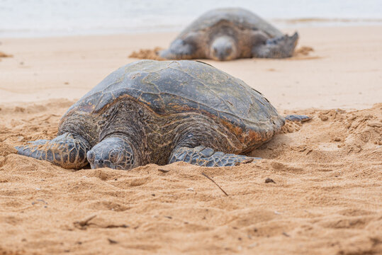 Two green sea turtles sleeping on sandy beach near ocean