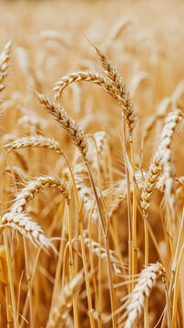 A field of golden wheat ready for harvest Calmness atmospheric photo footage for TikTok, Instagram, Reels, Shorts
