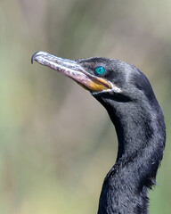 Phalacrocorax brasilianus