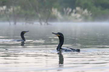 Phalacrocorax brasilianus