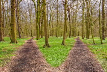 Path splits in the forest with two options