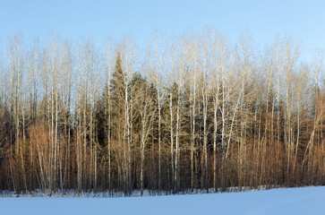 Poplar trees along the edge of a forest