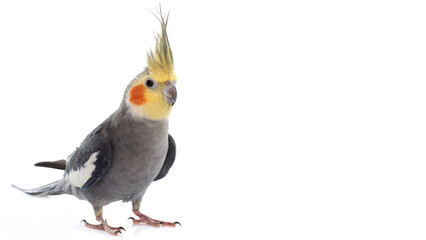 Closeup of grey Cockatiel standing on white copy-space background.