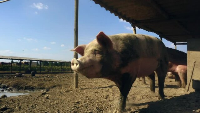 Pig eating in the mud in an Italian farm piggery