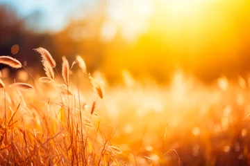 Foto op Plexiglas Golden light bathes a field of tall grass, creating a warm, tranquil autumn scene. © EricMiguel