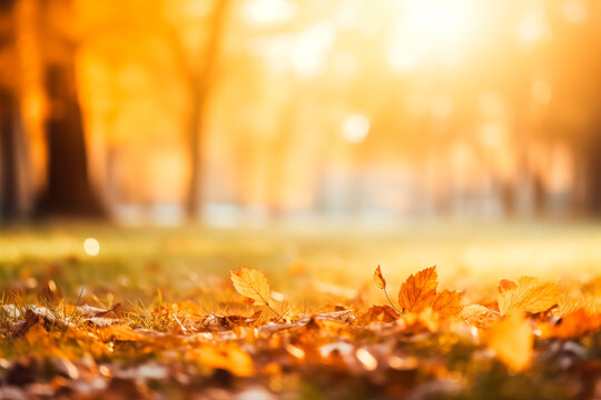 Golden light bathes a field of tall grass, creating a warm, tranquil autumn scene.