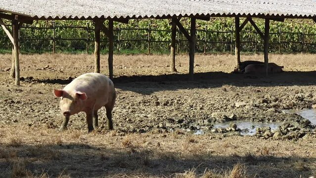 Pig eating in the mud outside in an Italian farm piggery