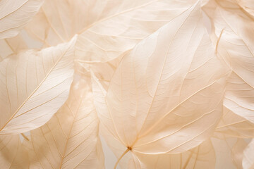 Delicate white leaves with a detailed pattern, highlighting natural elegance and texture.