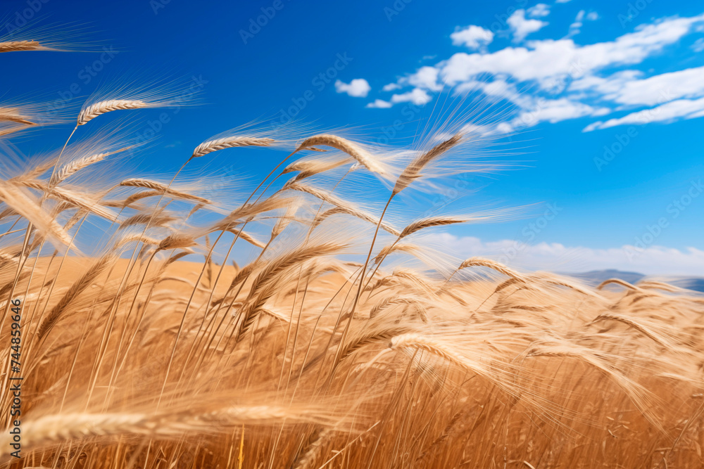 Wall mural a field of ripe wheat sways under a blue sky with fluffy clouds.