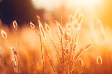Warm sunlight filters through a field of tall grass, creating a serene, golden ambiance.