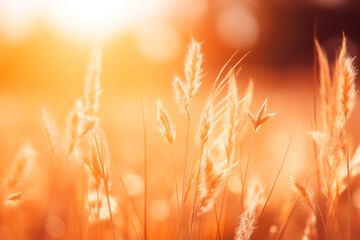 Warm sunlight filters through a field of tall grass, creating a serene, golden ambiance.