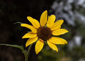 Close-up of a sunflower on a sunny day